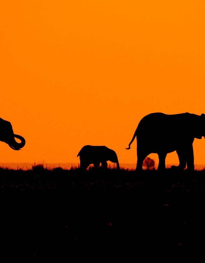 Serengeti