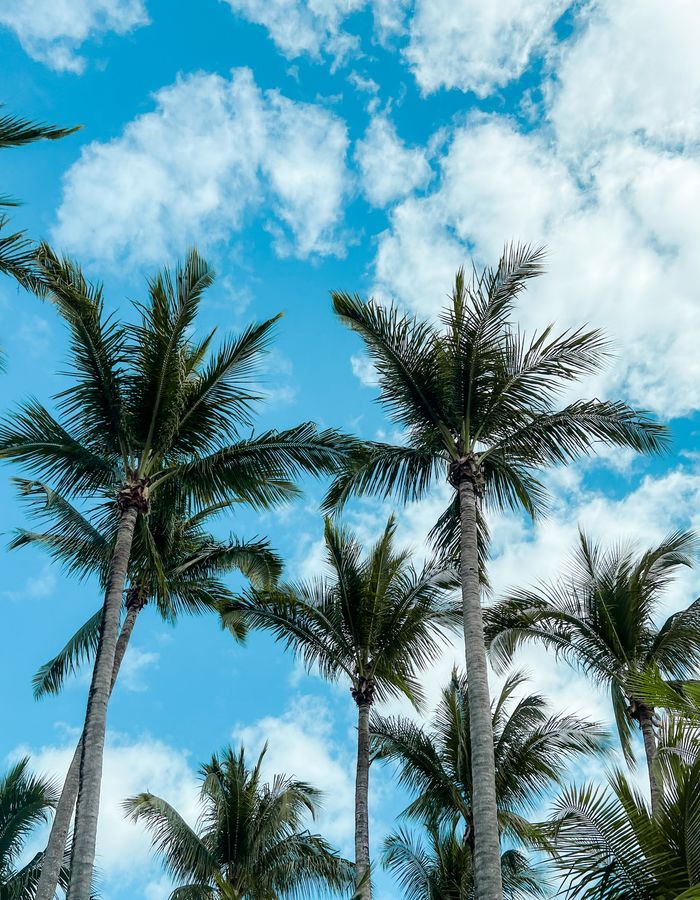 Palmeras y cielo despejado en Orlando, Florida